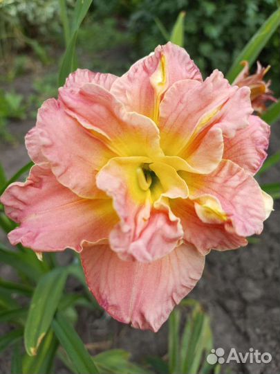 Цветы для сада многолетние