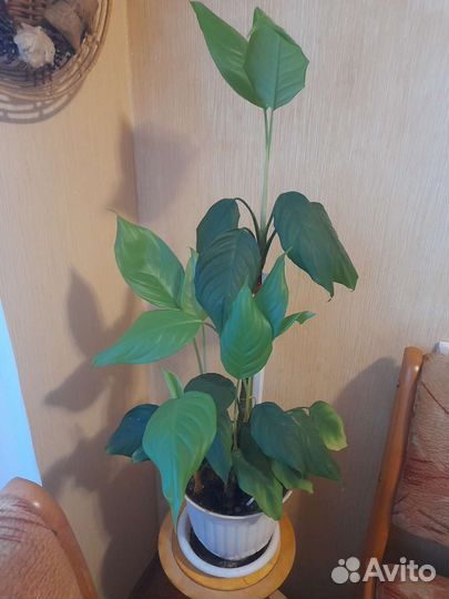 Англаонема скромная