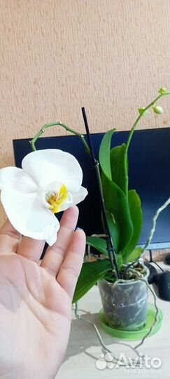 Орхидея фаленопсис
