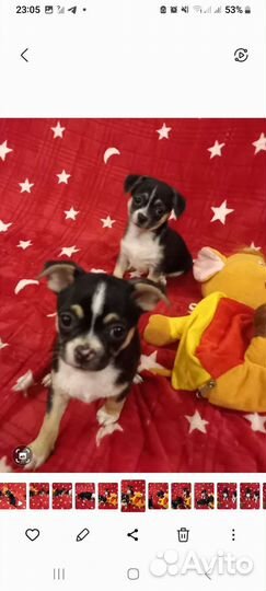 Щенки чихуахуа