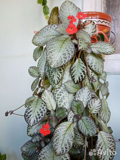 Комнатные растения