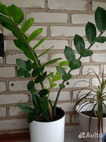 Замиокулькас