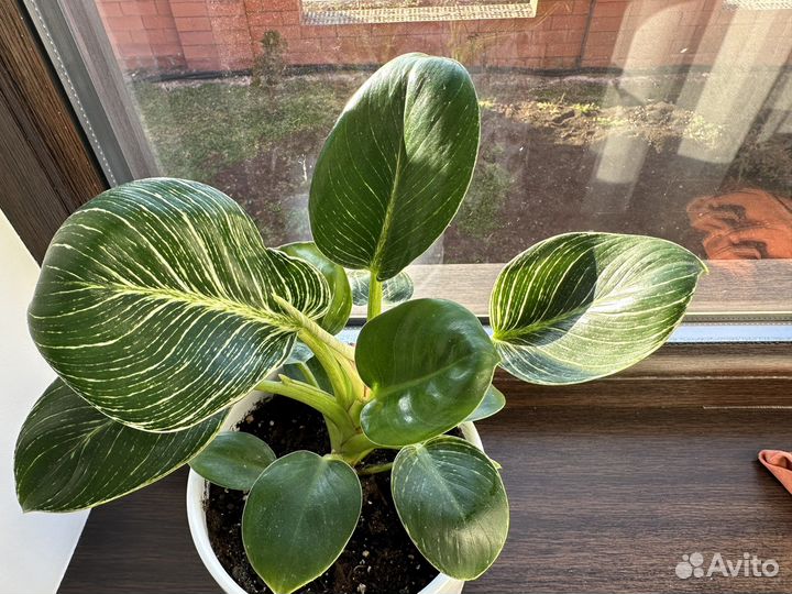 Филодендрон Биркин