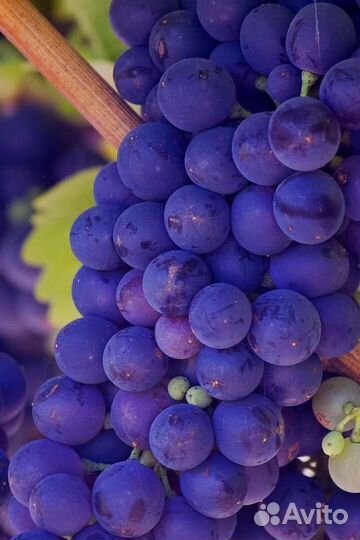 Саженцы винограда