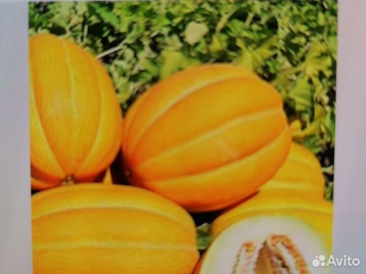 Семена арбуза и дыни