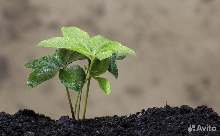 Земля плодородная