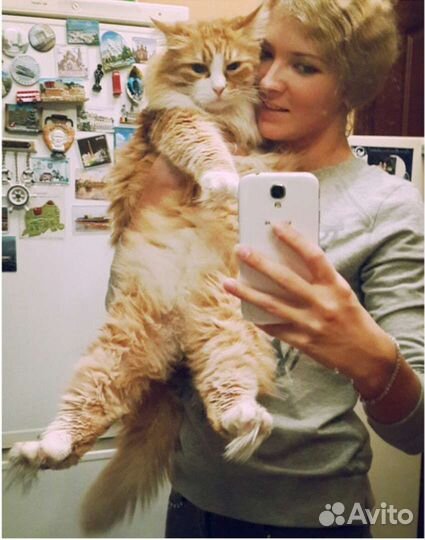 Кэтситтер, Котоняня, Зооняня, Няня для животных