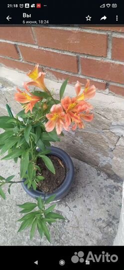 Альстромерия