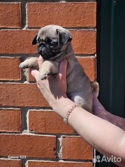 Щенки мопса