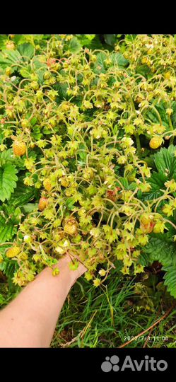 Земклуника Пенелопа