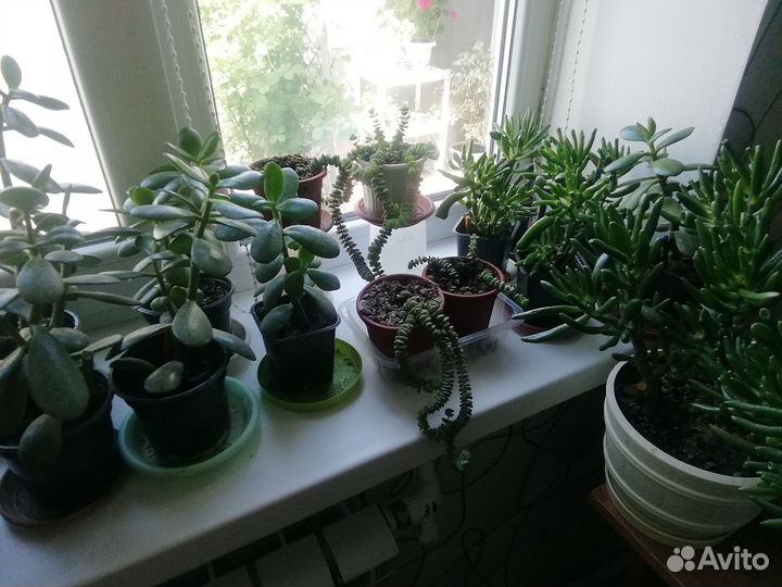 Комнатные цветы, острый перчик рассада, джинура