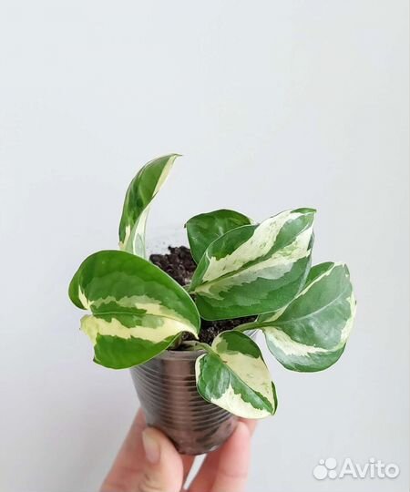 Хойя Белла, Ребекка, сциндапсус сортовой