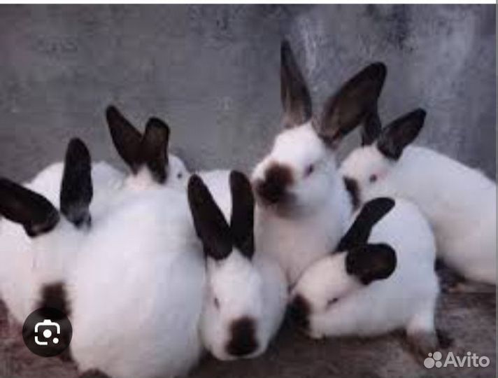 Крольчата калифорнийцы