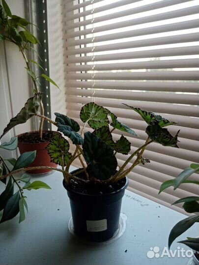 Бегония тигровая