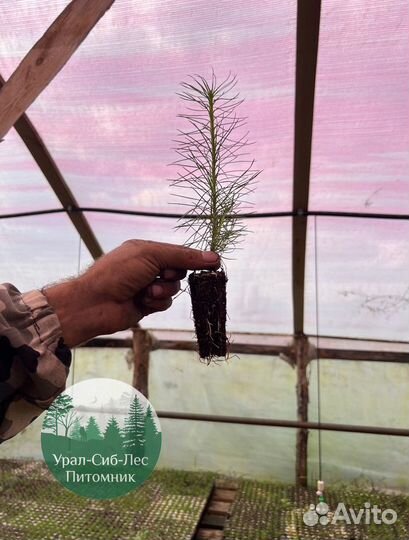 Зкс Сосна сеянцы Ели Лиственницы окс Голуб Горная