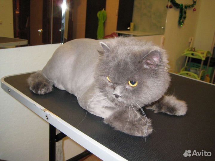 Стрижка собак и кошек, груминг, выезд на дом