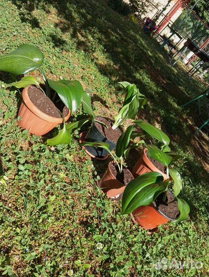 Эухарис амазонская лилия