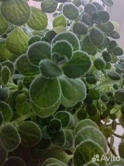 Комнатная мята (плектрантус)