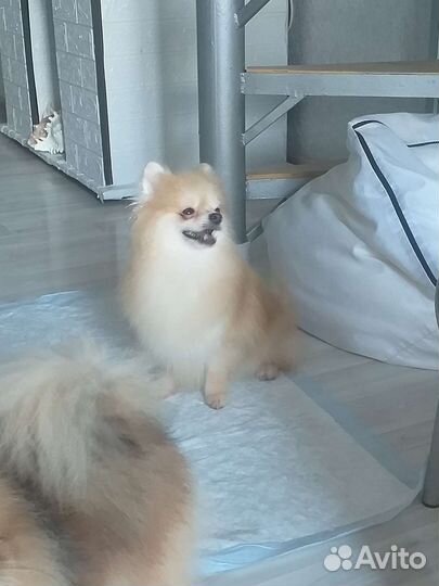 Шпице девочки продажа или обмен