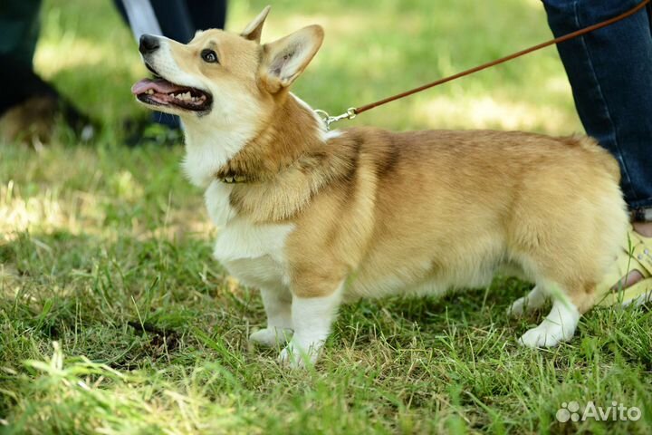 Вельш-корги пемброк Вязка