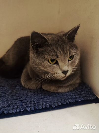 Кошечка с приюта полу британка