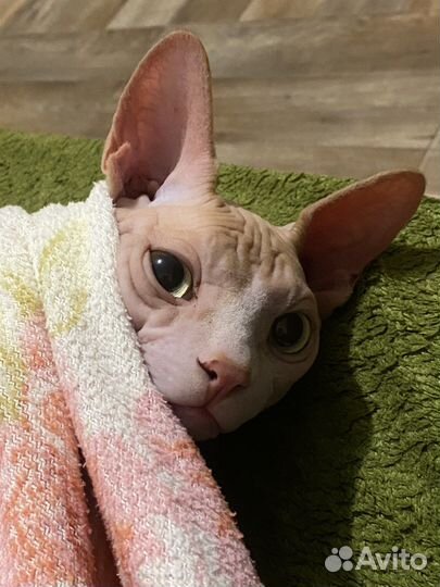 Кот сфинкс вязка