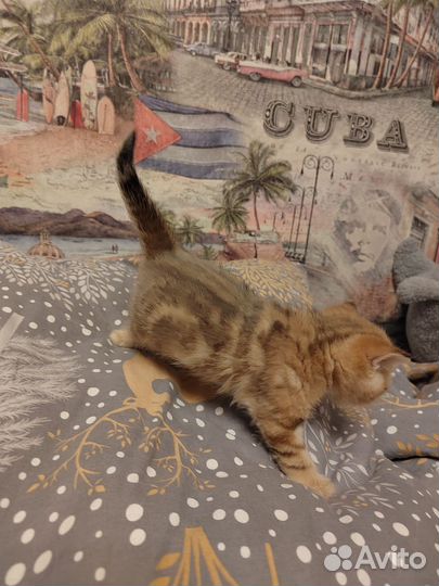 Котята золотая шиншилла