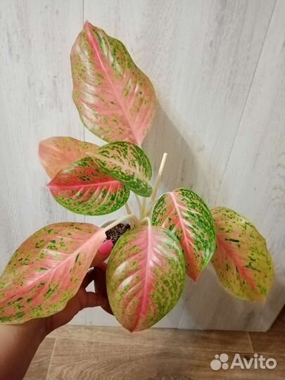 Аглаонема Lak Sab