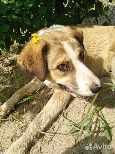 Собака для души