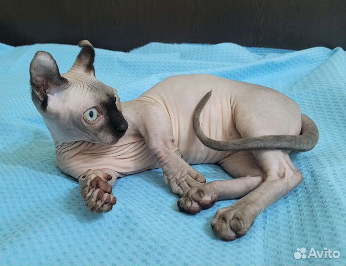 Микро Двэльф, Эльф