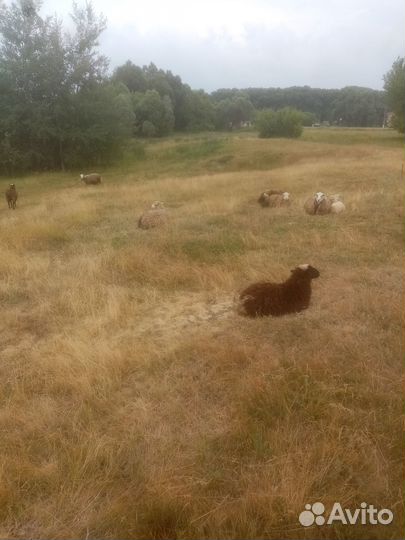 Продам ярок