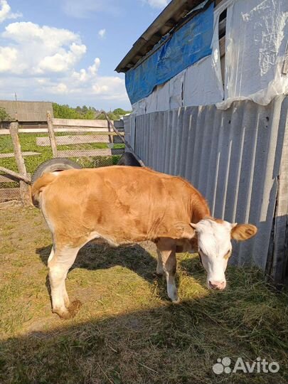 Телка 10 мес