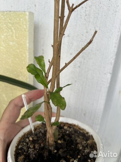 Гранат махровый комнатный, шелковица комнатная