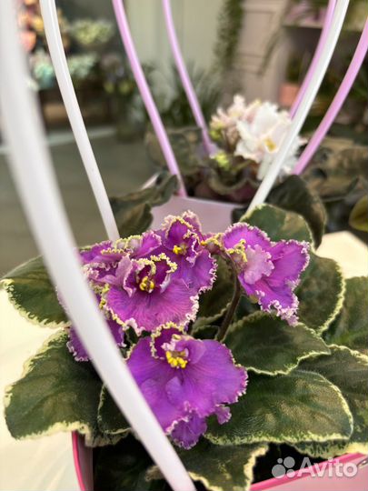 Каланхоэ, фиалка, гербера цветущие комнатные цветы