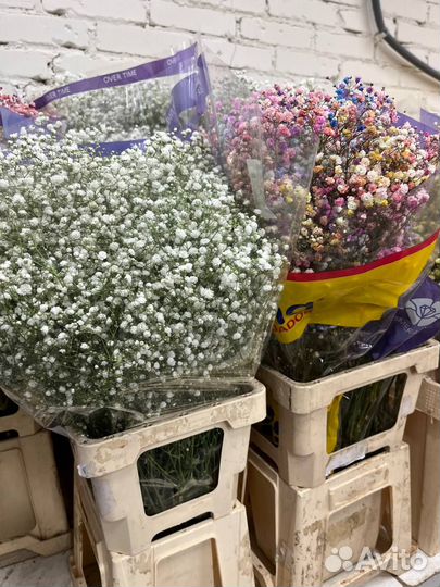 Гипсофила оптом