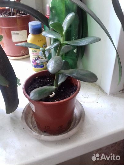 Крассула- толстянка