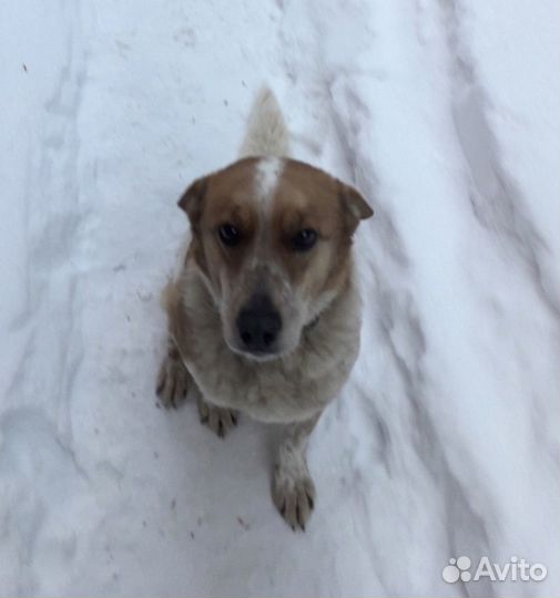 Собака в добрые руки