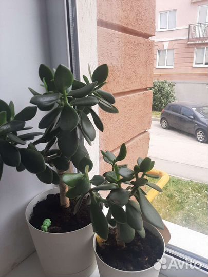 Красула толстянка (денежное дерево)