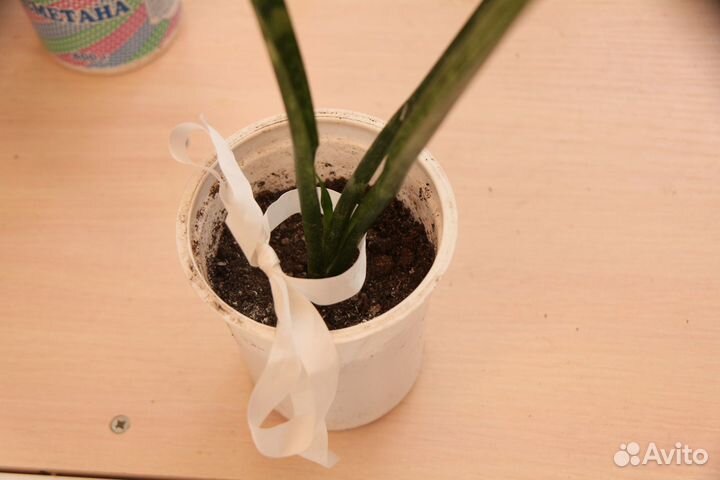 Сансевиерия Зейланика