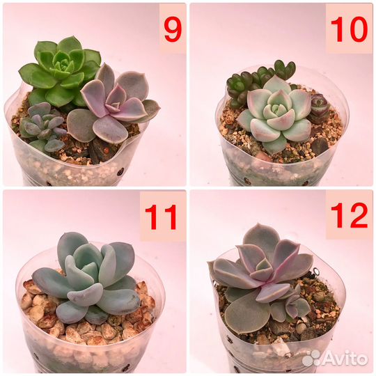 Суккуленты разные 32 вида