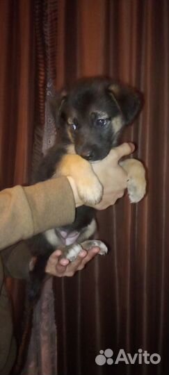 Щенки немецкой овчарки