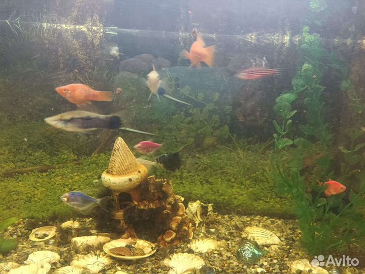 Аквариум с рыбками на тумбочке
