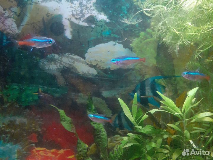 Аквариумные рыбки