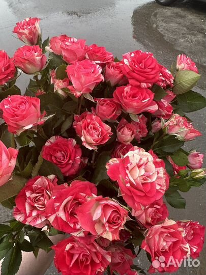 Кустовые розы Сургут доставка цветов