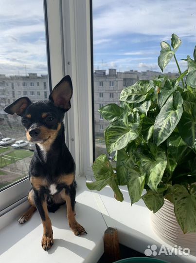 Той-терьер(вязка)