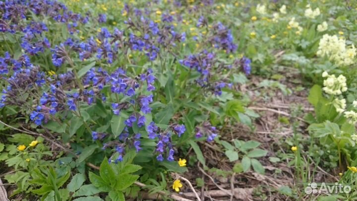 Медуница,припарная трава, водяные ключики