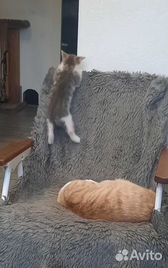 Отдам котёнка в добрые руки