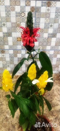 Пахистахис