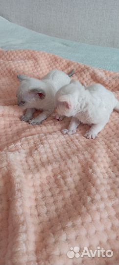 Котята Девон-рекс