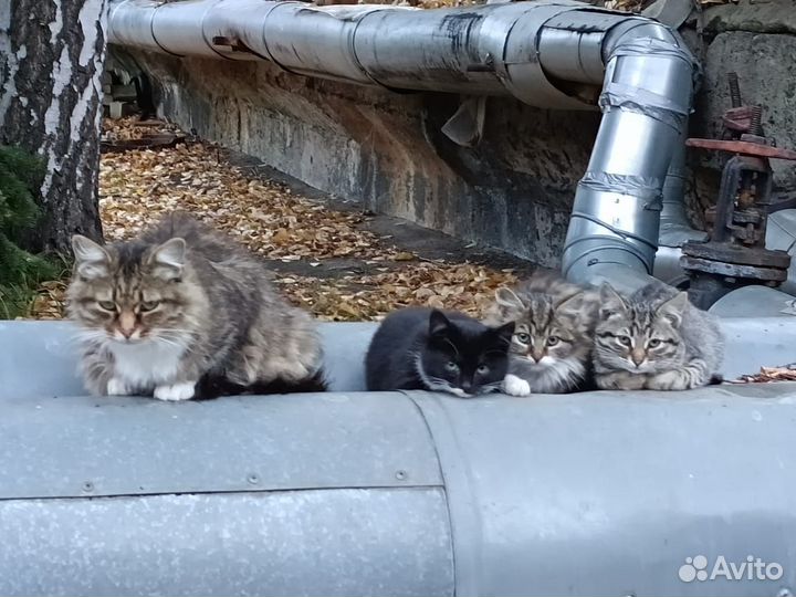 Котенок в добрые руки